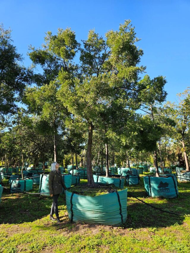 Habitat-Tree-Nursery-Outeniqua-Yellow-Wood-Podocarpus-Falcatus-Afrocarpus-Falcatus