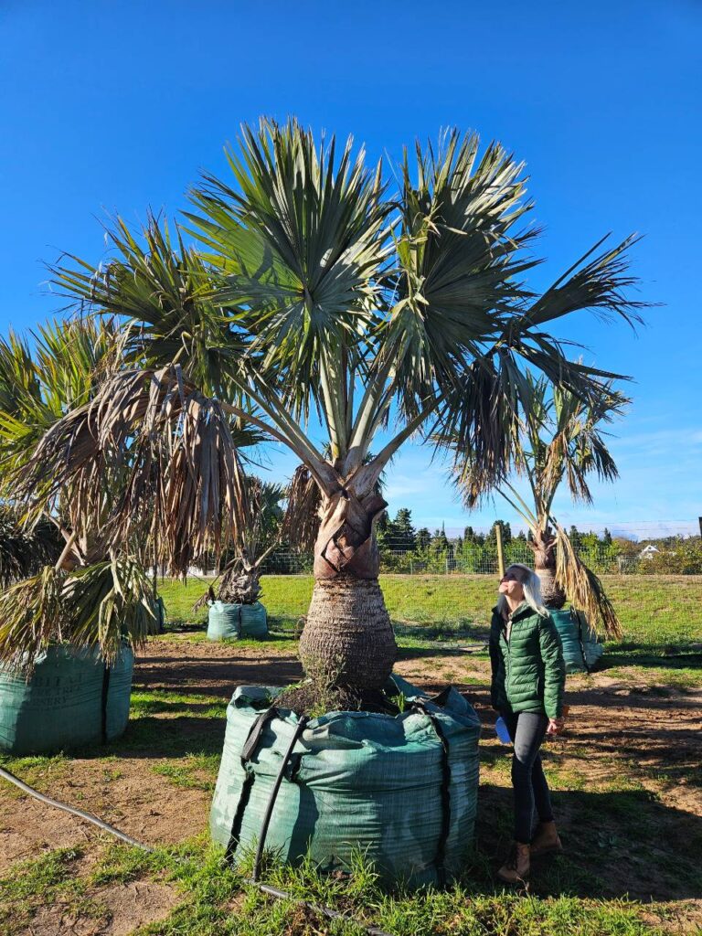 Habitat-Tree-Nursery-Bismarck-Palm-Bismarckia-Nobilis