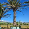 Habitat-Tree-Nursery-Canary-Island-Palm-Phoenix-Canariensis