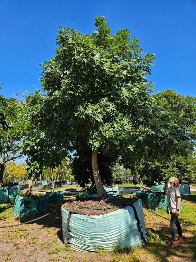 Habitat-Tree-Nursery-Cape-Ash-Ekebergia-capensis-Northern-variety