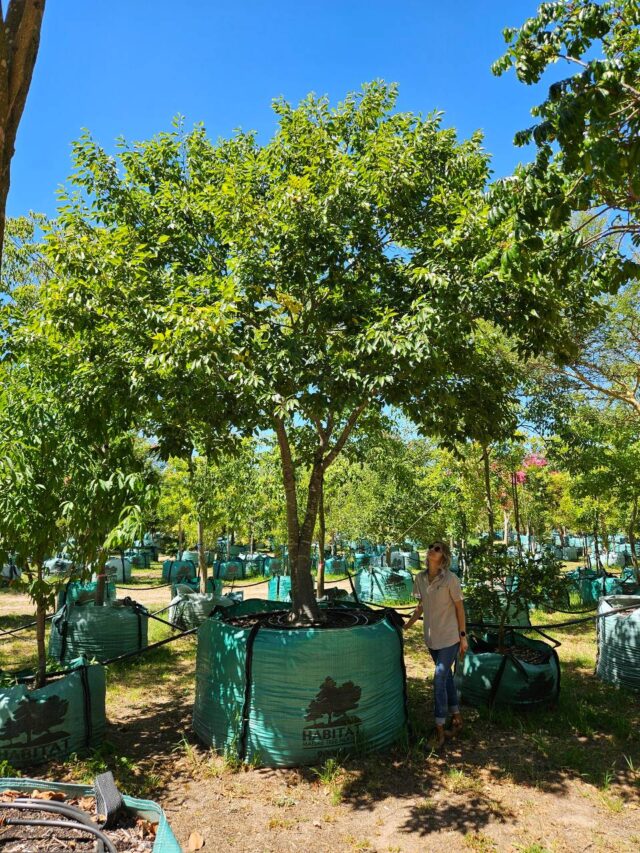 Habitat-Tree-Nursery-Chinese-Hackberry-Celtis sinensis