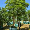 Habitat-Tree-Nursery-Coastal-Coral-Tree-Erythrina-Caffra