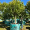 Habitat-Tree-Nursery-Copper-Stem-Corkwood-Commiphora-Harveyi