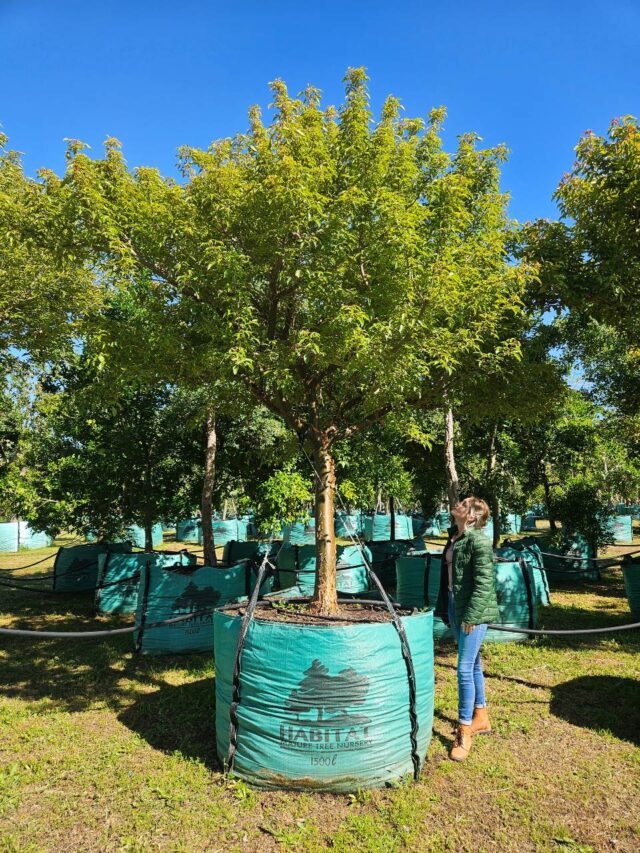 Habitat-Tree-Nursery-Copper-Stem-Corkwood-Commiphora-Harveyi