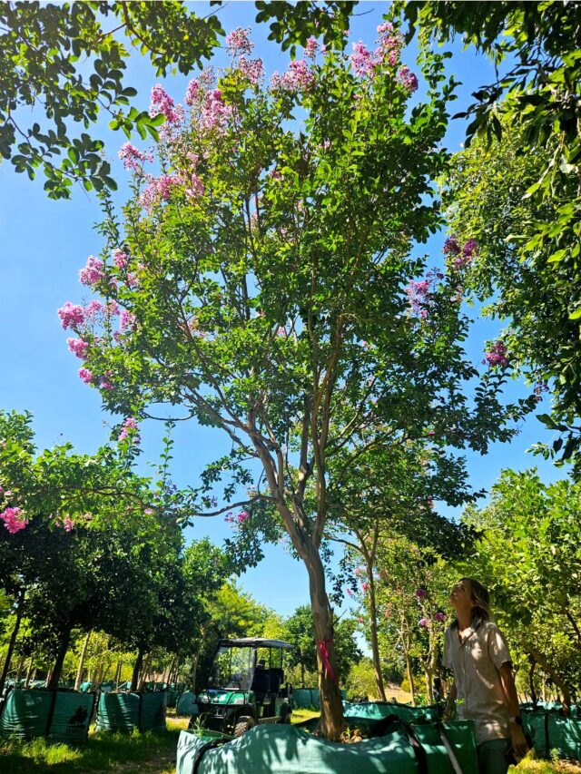 Habitat-Tree-Nursery-Crape-Myrtle-Pride-of-India-Lagerstroemeria-Indica