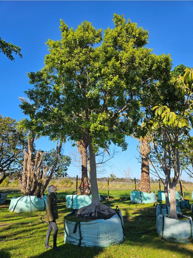 Habitat-Tree-Nursery-Curtain-Fig-Ficus-Microcarpa-Nitida