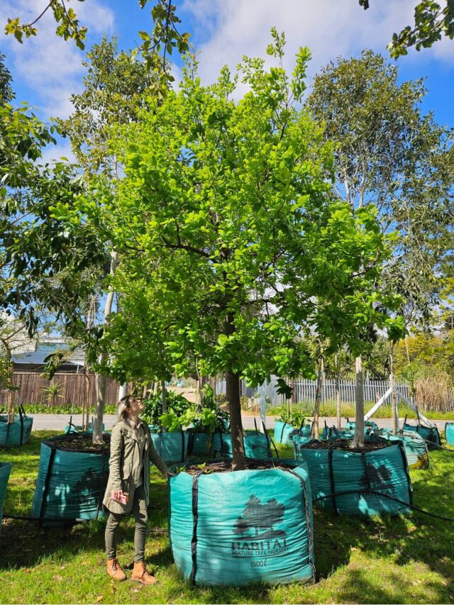 Habitat-Tree-Nursery-English-Oak-Quercus-Robur