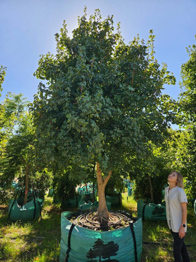 Habitat-Tree-Nursery-Field-Maple-Acer-Campestre