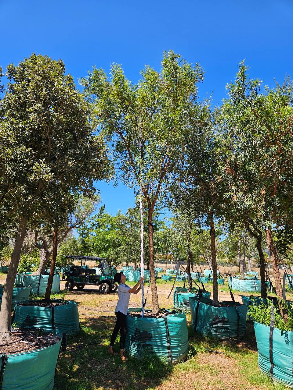 Habitat-Tree-Nursery-Karee-Searsia-Lancea