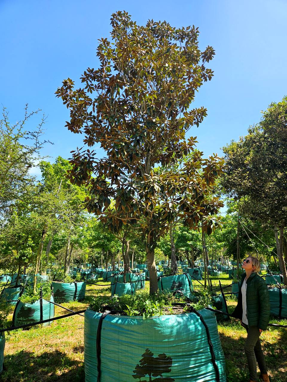 Habitat-Tree-Nursery-Little-Gem-Magnolia-Grandiflora