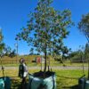 Habitat-Tree-Nursery-Milk-Wood-Sideroxylon-Inerme