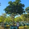 Habitat-Tree-Nursery-Natal-Mahogony-Trichelia-Emetica