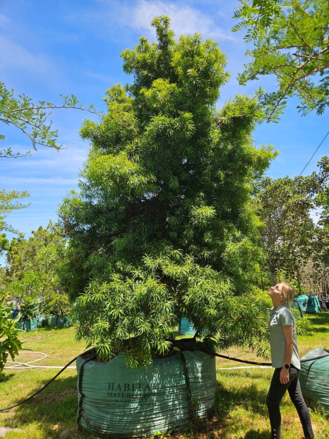 Habitat-Tree-Nursery-Natal-Yellow-Wood-Podocarpus-Henkelii