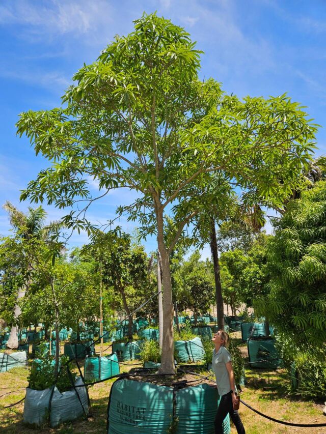 Habitat-Tree-Nursery-Quinine-Tree-Rauvolfia-Caffra
