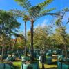 Habitat-Tree-Nursery-Rough-Australian-Tree-Fern-Cyathea-Australis