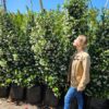 Habitat-Tree-Nursery-Star-Jasmine-Trachelospermum-Jasminoides