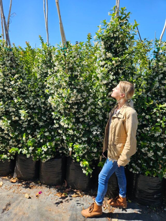 Habitat-Tree-Nursery-Star-Jasmine-Trachelospermum-Jasminoides