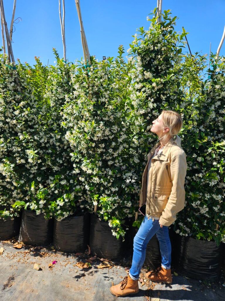 Habitat-Tree-Nursery-Star-Jasmine-Trachelospermum-Jasminoides