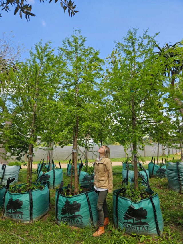 Habitat-Tree-Nursery-Swamp-Cypress-Taxodium-Distichum