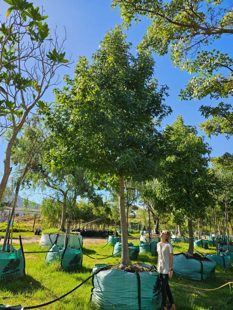 Habitat-Tree-Nursery-Sweet-Gum-Liquidamber-Styraciflua