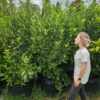 Habitat-Tree-Nursery-Sweet-Viburnum-Sinensis