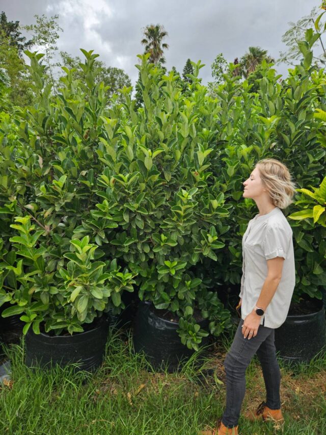Habitat-Tree-Nursery-Sweet-Viburnum-Sinensis