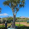 Habitat-Tree-Nursery-Tree-Aloe-Barbarea-A-bainsii