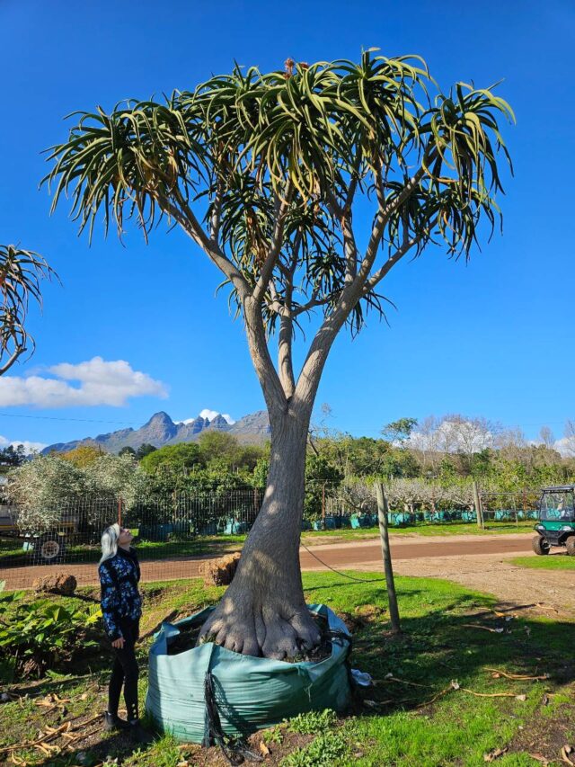 Habitat-Tree-Nursery-Tree-Aloe-Barbarea-A-bainsii