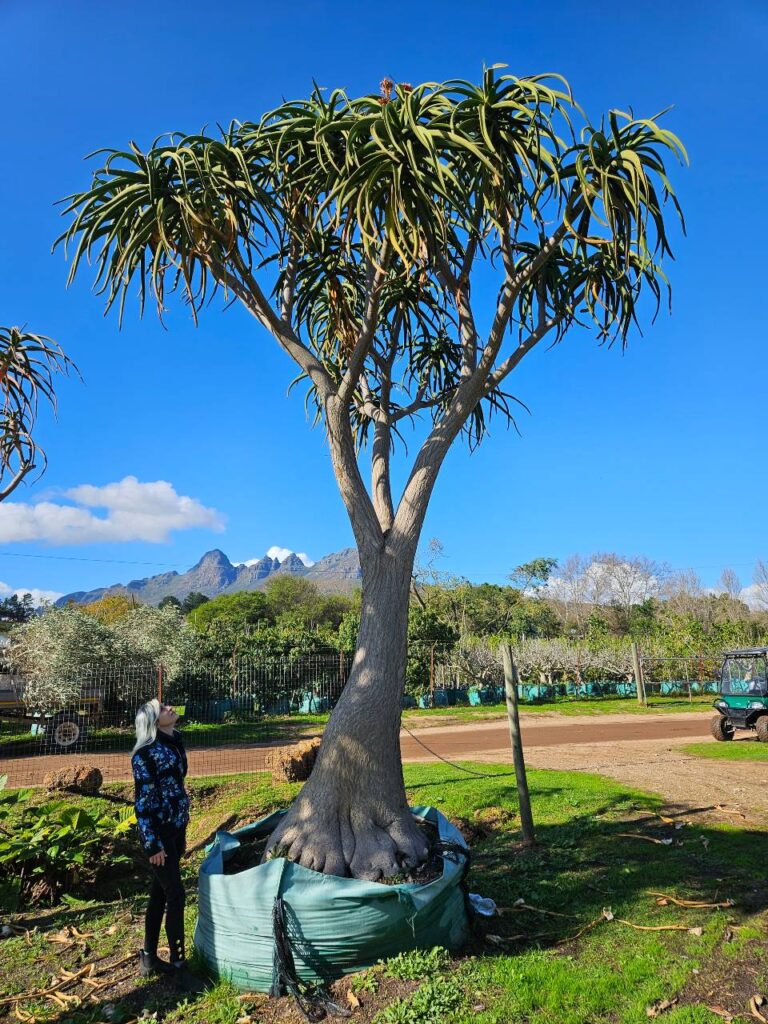 Habitat-Tree-Nursery-Tree-Aloe-Barbarea-A-bainsii