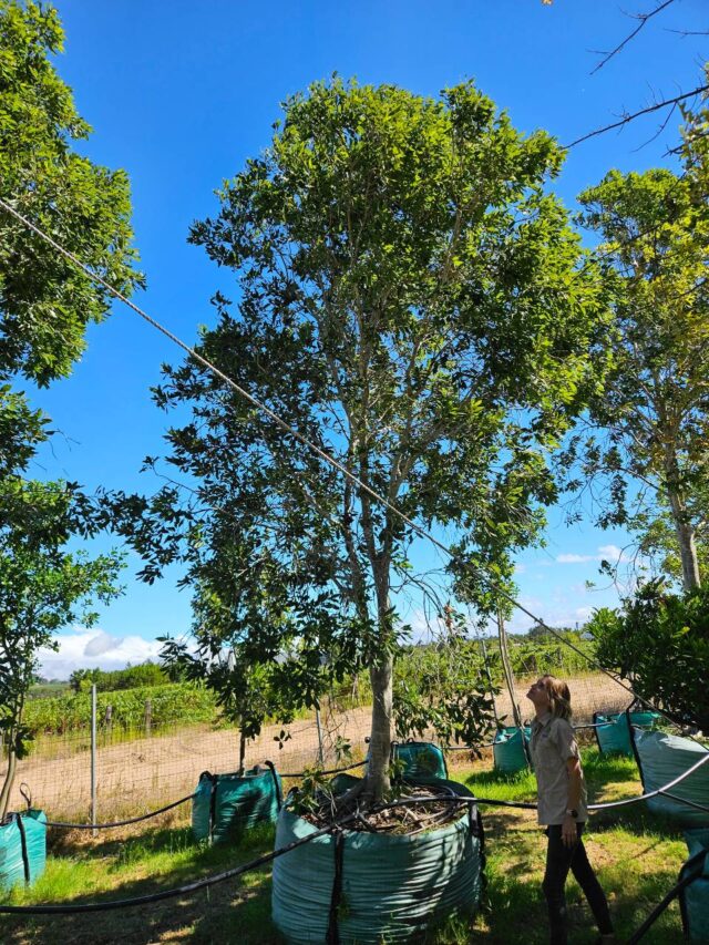 Habitat-Tree-Nursery-Water-Pear-Syzygium-Guineense