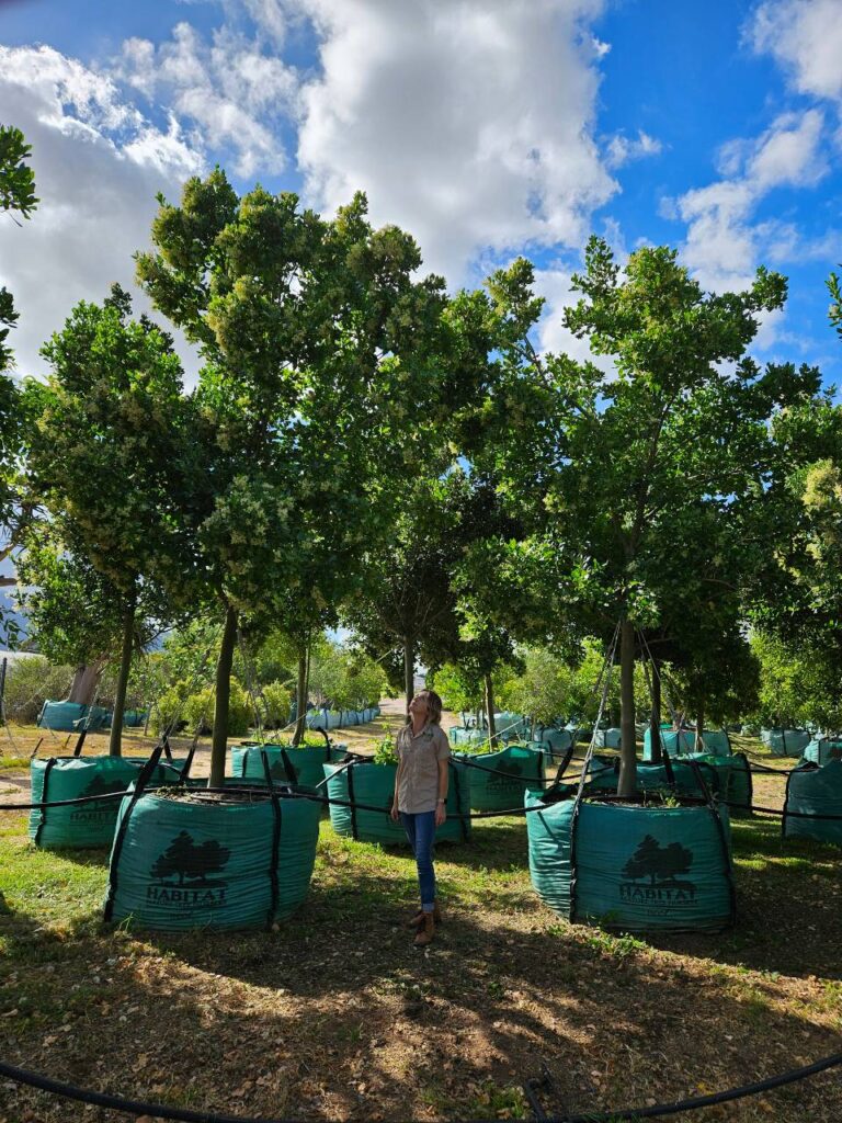 Habitat-Tree-Nursery-White-Pear-Apodytes-Dimidiata