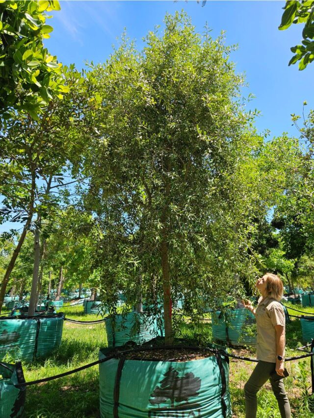 Habitat-Tree-Nursery-Wild-Olive-Olea-Europea-Subsp-Africana
