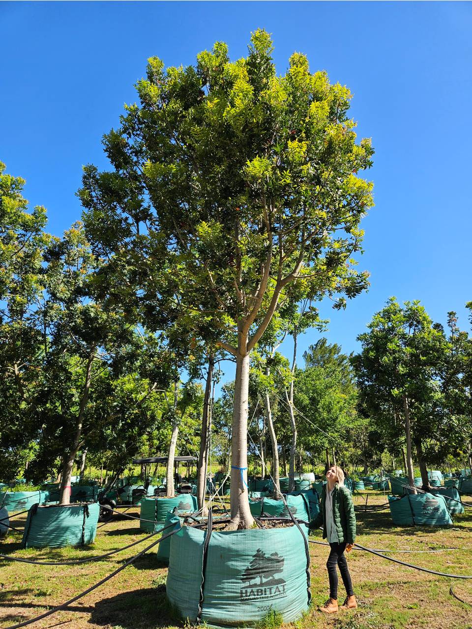 Habitat-Tree-Nursery-Wild-Plum-Harpephyllum-Caffrum