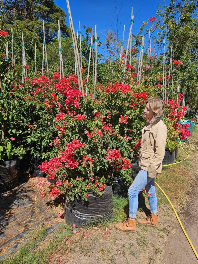 Habitat-Tree-Nursery-Bouagainvillea-Various