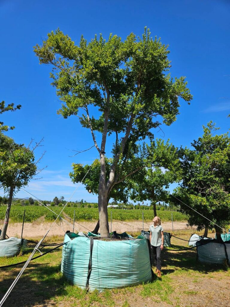 Habitat-Tree-Nursery-Bush-River-Willow-Combretum-Erythrophyllum