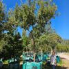 Habitat-Tree-Nursery-Coast-Silver-Oak-Brachyleana-Discolor