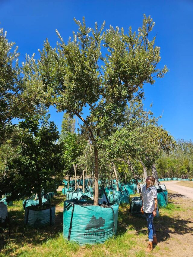 Habitat-Tree-Nursery-Coast-Silver-Oak-Brachyleana-Discolor