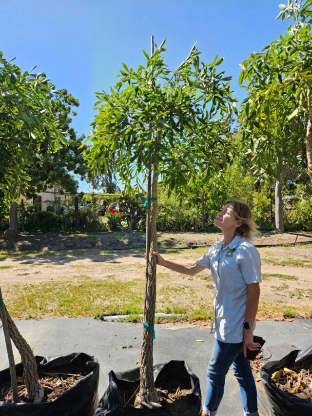 Habitat-Tree-Nursery-Common-Cabbage-Tree-Willow-Cussonia-Spicata