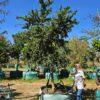 Habitat-Tree-Nursery-Common-Kei-Apple-Dovyalis-caffra