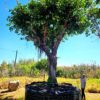 Habitat-Tree-Nursery-Ficus-Natalensis-Natal-Wild-Fig