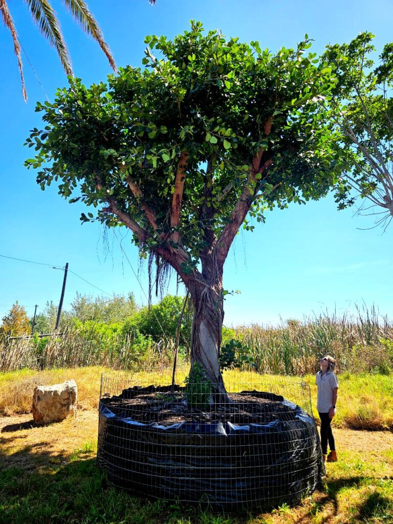 Habitat-Tree-Nursery-Ficus-Natalensis-Natal-Wild-Fig