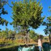 Habitat-Tree-Nursery-Forest-Bush-Willow-Combretum-Krausii