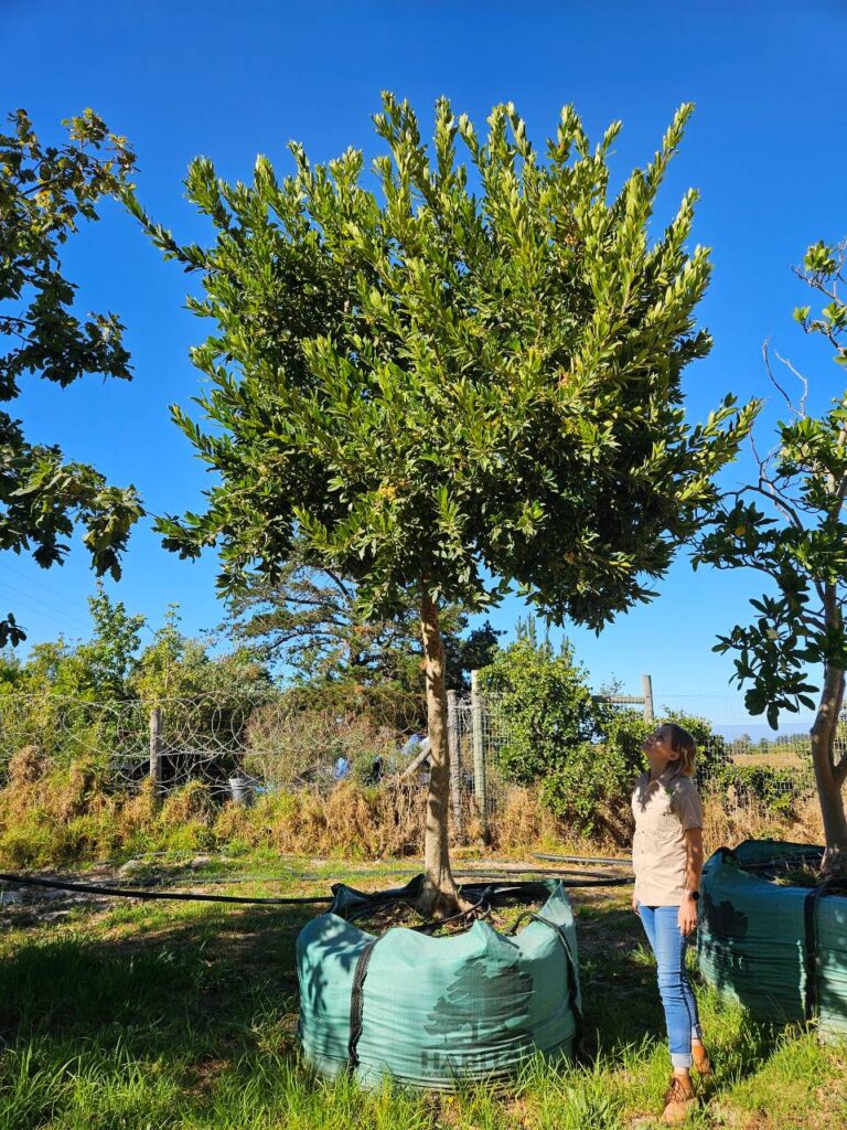 Habitat-Tree-Nursery-Forest-Bush-Willow-Combretum-Krausii