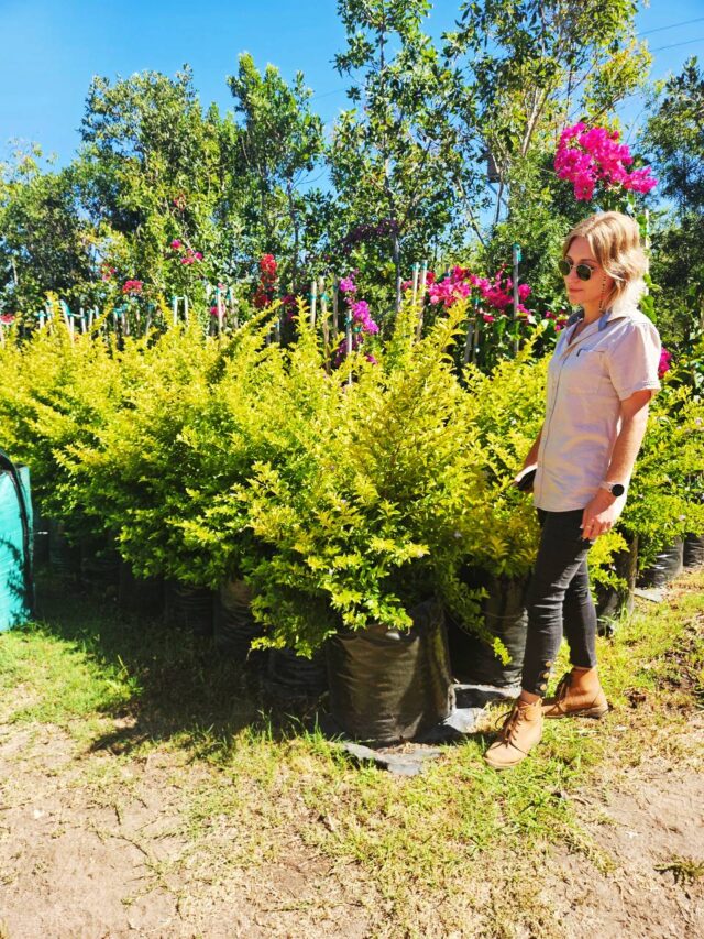 Habitat-Tree-Nursery-Golden-Duranta-Gold