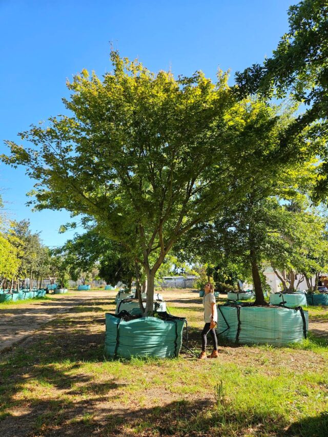 Habitat-Tree-Nursery-Japanese-Maple-Acer-Palmatum