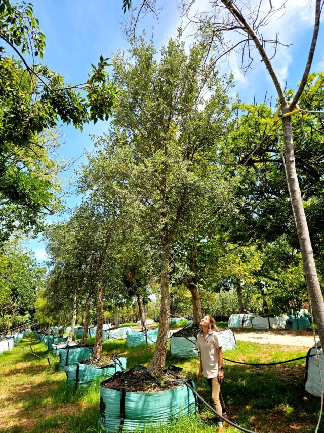 Habitat-Tree-Nursery-Prunus-Quercus-suber-Cork-Oak