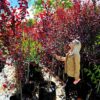 Habitat-Tree-Nursery-Prunus-Cerasifera-Nigra-Purpled-leafed-Plum-Cherry-Plum