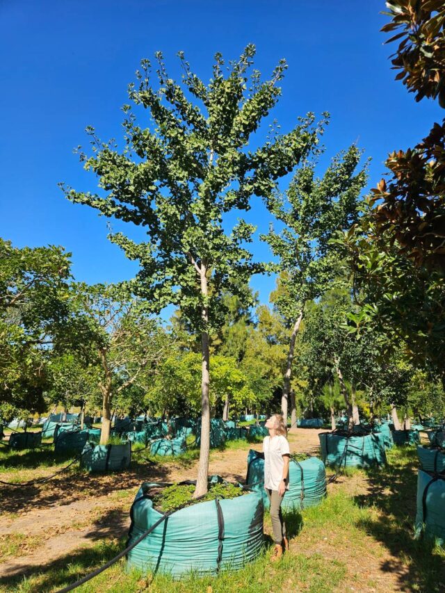 Habitat-Tree-Nursery-Ginkgo-Biloba-Maidenhair-Tree