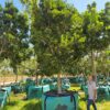 Habitat-Tree-Nursery-Ilex-Mitis-Cape-Holly-Tree