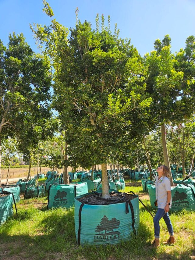 Habitat-Tree-Nursery-Ilex-Mitis-Cape-Holly-Tree